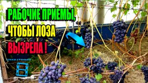 КАК УСКОРИТЬ ВЫЗРЕВАНИЕ ЛОЗЫ ВИНОГРАДА? СОКРАЩАЕМ ОТСТАВАНИЕ И ЗАДЕРЖКУ. СЕВЕРНЫЙ ВИНОГРАДНИК 22-36