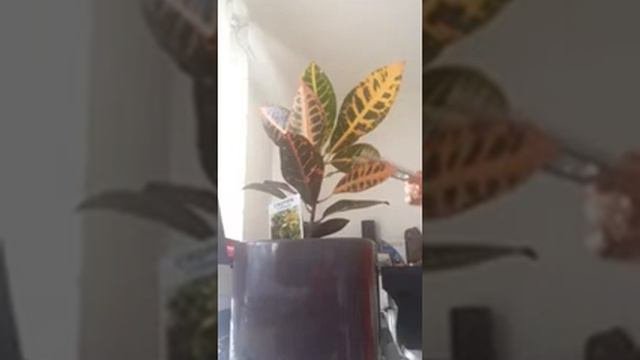 Tuning No1 On Croton Plant No3 With A Tuning Fork