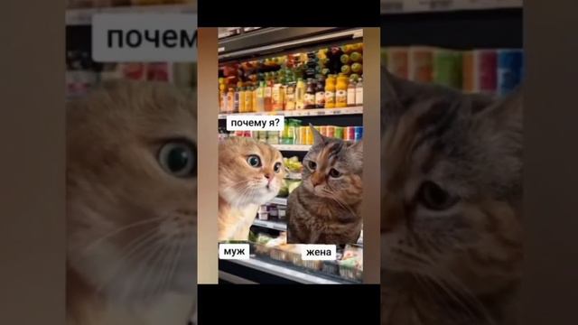 смешные котики 🐈 funny cats 😸 #funnyvideos2024 #cats #funny #приколы #мем #trends #catsvideo