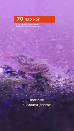 Щитень европейский Triops cancriformis