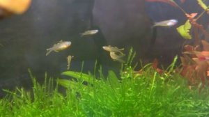 Новые питомцы!  рыбка Попондета фурката