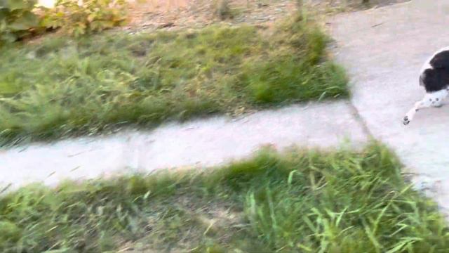 "Кавказский олень" смотреть онлайн