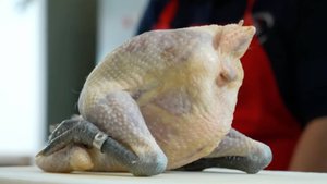 Ферма во Франции по выращиванию кур Бресс Гальской породы