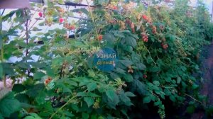 Малина Маравилла описание сорта -секреты посадки и ухода