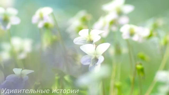 Случайно подслушав разговор свекрови по телефону, Настя сбежала в дом своей бабушки. Но дальше... смотреть онлайн