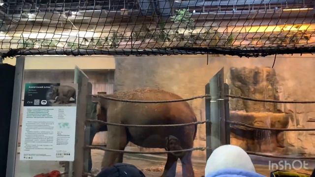 Из Питера в Москву на Новый год.Часть вторая.Московский зоопарк смотреть онлайн