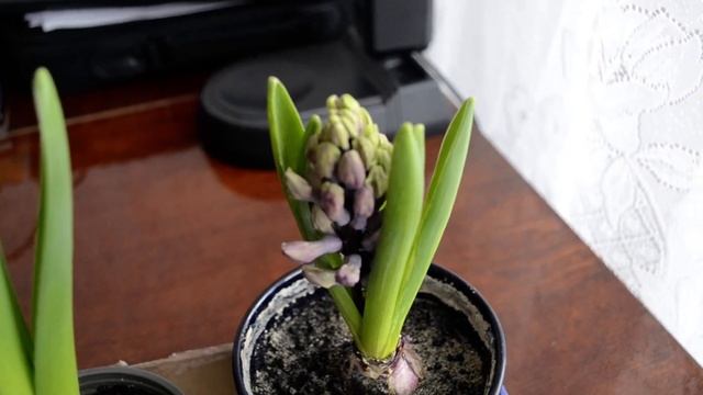 Красивое цветение гиацинт смотреть онлайн