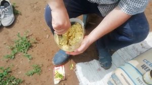 Избавляемся от медветки(землеройка).