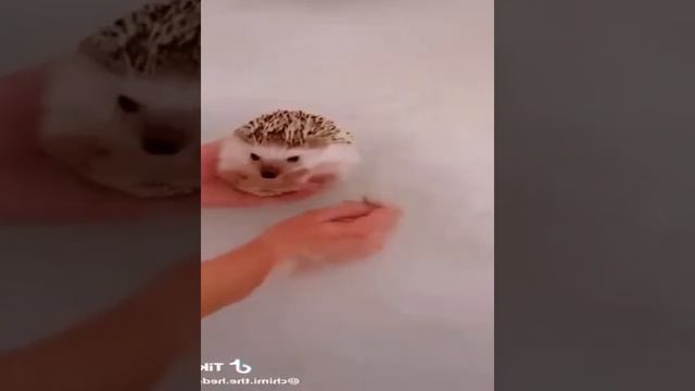 смешные видео про кошек , собак и животных | funny videos about cats 1344  #cat #animals #funnycats смотреть онлайн