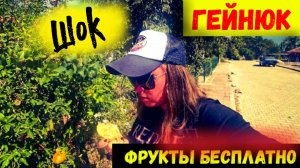 БЕЗРАБОТНЫЕ В ТУРЦИИ\ЧТО РАСТЕТ В ПОСЕЛКЕ ГЕЙНЮК\ФРУКТЫ БЕСПЛАТНО\В Шоке что мы нашли???!!