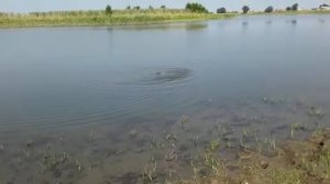 рыбалка река Кигач. Сазан.