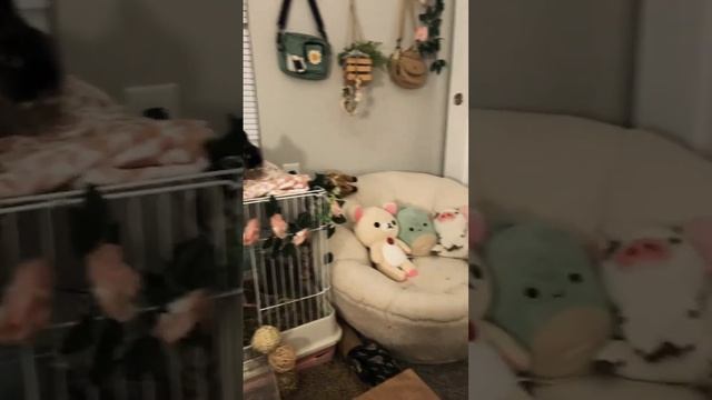 rabbit sleeps on top of cage instead of in it