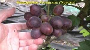 Виноград 2022. Мустанг - сигналки