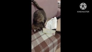 Мой кот Моська
Дз академии ТОП