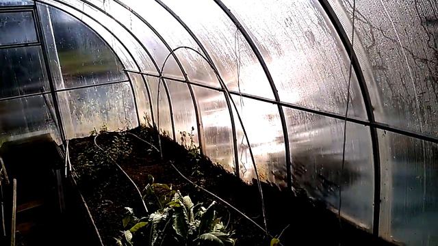 Первый ЗАМОРОЗОК на табаке. Как ни печально - сезон закрыт!