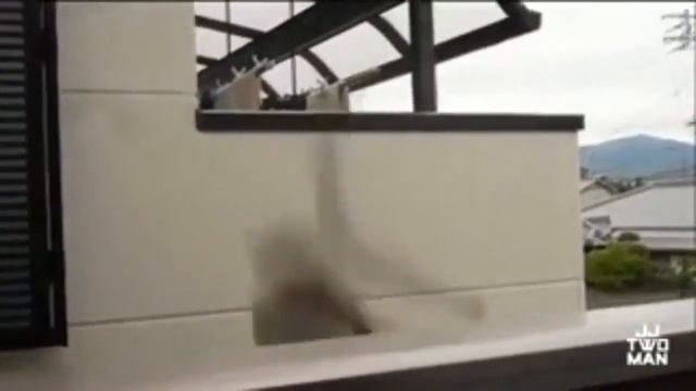 Смешное видео про животных 100% СМЕХА (Ржака полная смотреть всем) смотреть онлайн