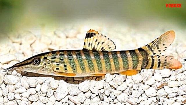 Боция Бердмора Тигровая Содержание в аквариуме Разведение и Совместимость с рыбками смотреть онлайн