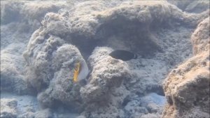 Рыбы красного моря, Темный тамарин, Halichoeres marginatus, fish in red sea Egypt, Аквариумная рыбка