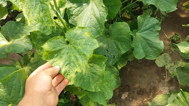 Паутинный клещ,что делать!? смотреть онлайн