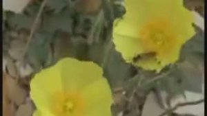 Анатолий Полотно_Пароход