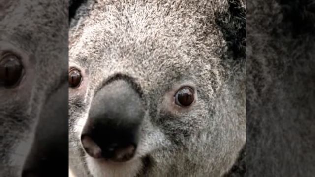 милая коала под музычку смотреть онлайн