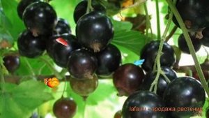 Смородина черная Вологда (ribes nigrum vologda) ? обзор: как сажать, саженцы смородины Вологда