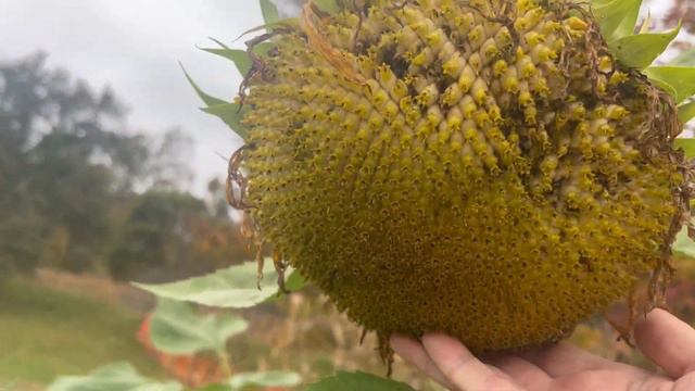 Огорчились, когда приехали .Снова на ферме . Подсолнухи , соломенные лошади и свежие яйца. смотреть онлайн