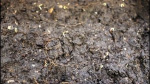 Актинидия Коломикта из семян