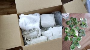 Упаковка фиалок для отправки почтой.