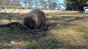 Tasmanian Wombat (Bare-nosed Wombat)