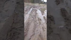 Медвежьи следы обнаружены на территории округа Пушкинский