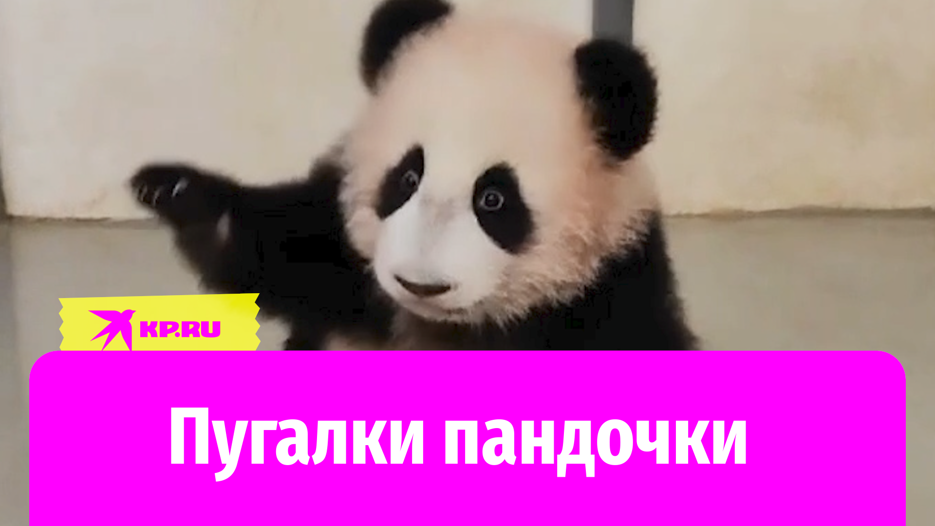 Маленькая панда очень мило пугает посетителей Московского зоопарка