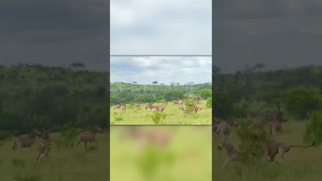 Безжалостное Нападение Льва На Зебру