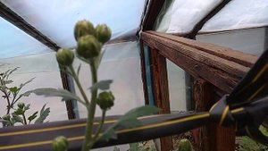 Хризантема Крупноцветковая . Основные Ошибки при её выращивании.