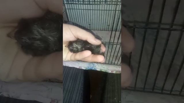 Цыплёнок *малин* мехеленская кукушка. смотреть онлайн