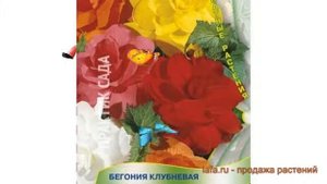Бегония клубневой Лето в Петергофе ? обзор: как сажать, семена бегонии Лето в Петергофе