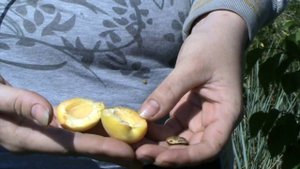 абрикос Минусинский янтарь