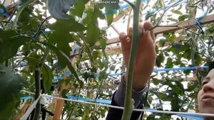 сортовой томат БЫЧЬЕ СЕРДЦЕ КИСТЕВОЕ обзор