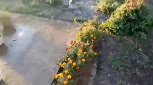 Окучивание и обрезка роз на зиму