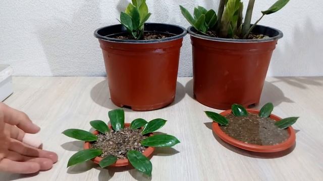 How to grow ZZ Plant from single Leaf very easy / Zanzibar Gem смотреть онлайн