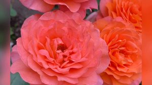 Роза Ти Тайм Rose Tea Time