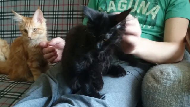 Мейн-кун котята из питомника Wind in willows смотреть онлайн