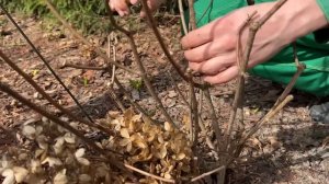 Стратегия обрезки гортензии метельчатой