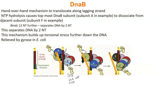BC 2 Lecture 4-6 смотреть онлайн