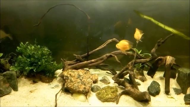 цихлида трёхгибридный желтый попугай сердцевидный смотреть онлайн