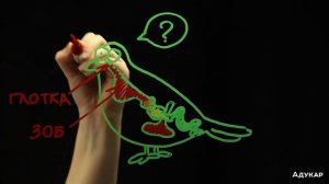 Пищеварительная система голубя| Биология