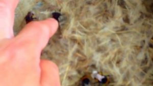 Укус   Шмеля   !