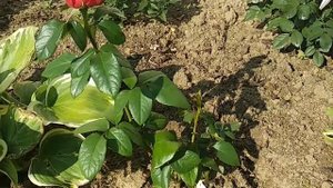 Зацвели розы первогодки из питомника "РОЗЫ ПОЧТОЙ 23"🌹