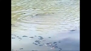 Рыба всплывает на хлеб!