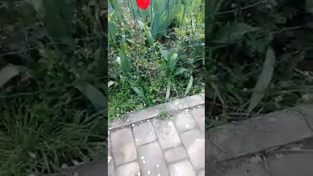 Энтлебухер Зенненхунд. Детство Зенита)) смотреть онлайн